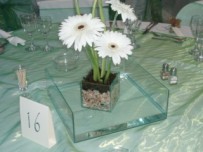 Centrepiece, white gerberas in square glass box with pebbles and moss